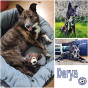 Derya (♀) in 46149 Oberhausen - vermittelt