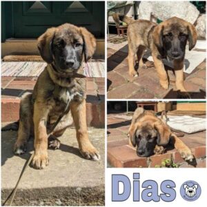 Dias (♂) in 96482 Ahorn - vermittelt