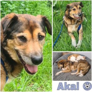 Akai (♂) in 63928 Pfohlbach