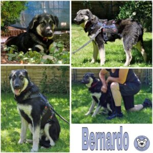 Bernardo (♂) in 34474 Diemelstadt - vermittelt