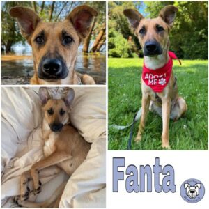 Fanta (♀) in 50739 Köln - vermittelt