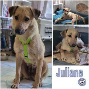 Juliane (♀) in 12527 Berlin - vermittelt