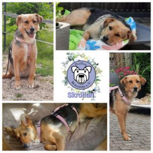 Skrollan (♀) 56729 Monreal