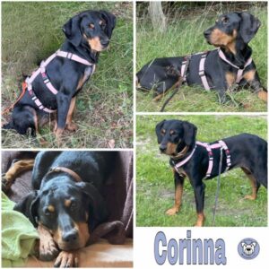 Corinna (♀) in 59823 Arnsberg