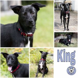 King (♂) in 46240 Bottrop - vermittelt