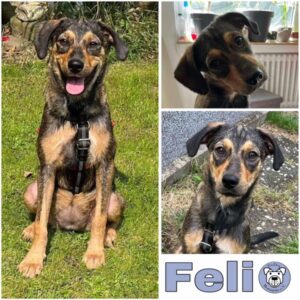 Feli (♀) in 45476 Mülheim (a. d. Ruhr) - vermittelt