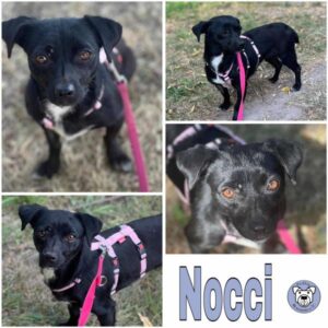 Nocci (♀) in 18311 Ribnitz Damgarten - vermittelt