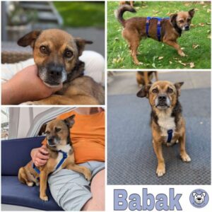 Babak (♂) in 38100 Braunschweig - vermittelt