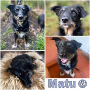 Matu in (♀) 63069 Offenbach - vermittelt