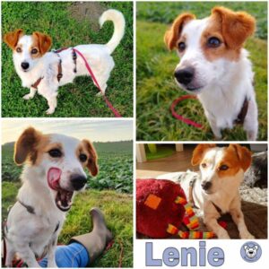 Lenie (♀) in 21493 Mühlenrade - vermittelt