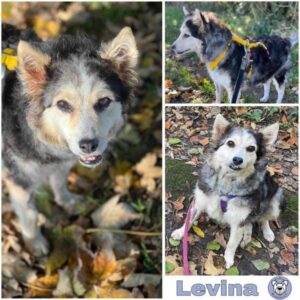 Levina (♀) 18311 Ribnitz Damgarten - vermittelt