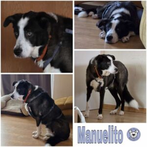 Manuelito (♂) in 56295 Lonnig - vermittelt