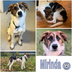 Mirinda (♀) in 56736 Kottenheim - vermittelt