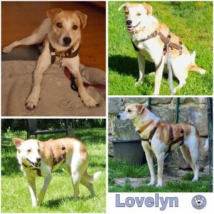 Lovelyn (♀) in 34474 Diemelstadt