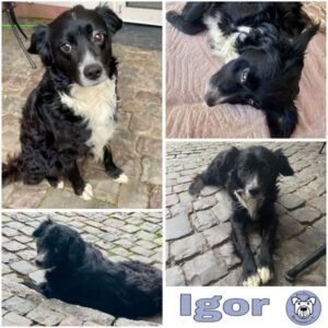 Igor (♂) in 65205 Wiesbaden - vermittelt