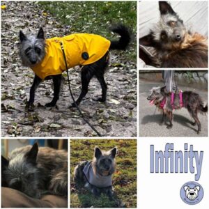 Infinity (♀) in 65195 Wiesbaden