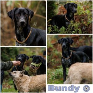 Bundy (♂) in 99636 Ostramonda