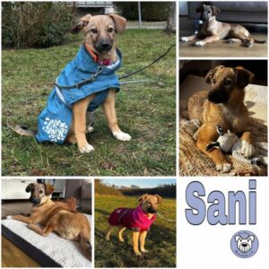 Sani (♀) in 12587 Berlin - vermittelt