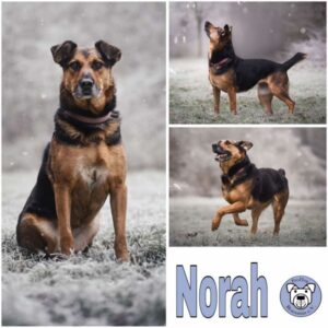 NORAH (♀) in 56295 Lonnig - reserviert