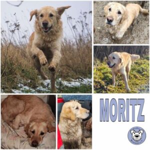 Moritz (♂) in 99636 Ostramondra