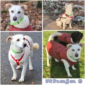 RHAJA (♀) in 74864 Fahrenbach - vermittelt