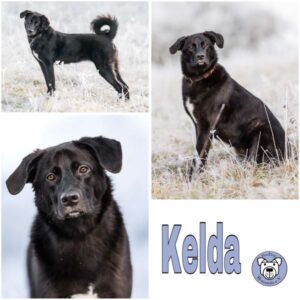KELDA (♀) in 75378 Bad Liebenzell
