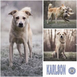 KARLSON (♂) in 56727 Alzheim