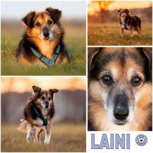 LAINI (♂) in 64354 Reinheim - reserviert