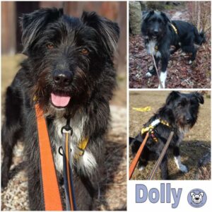 DOLLY (♀) in 95615 Marktredwitz