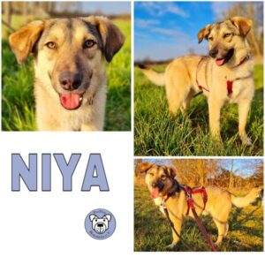 NIYA (♀) in 64846 Groß-Zimmern