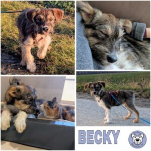 BECKY (♀) in 33154 Salzkotten - vermittelt