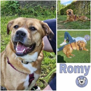 ROMY (♀) in 48361 Beelen