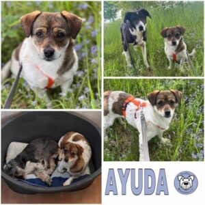 AYUDA (♀) in 18311 Ribnitz-Damgarten