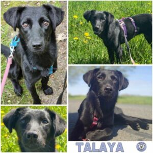 TALAYA (♀) in 18311 Ribnitz Damgarten