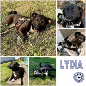 LYDIA (♀) in 15806 Zossen