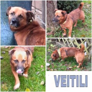 VEITILI (♂) in 34474 Diemelstadt