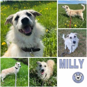 MILLY (♀) 18311 Ribnitz Damgarten