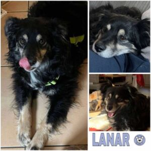 LANAR (♂) in 42781 Haan