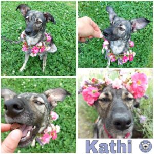 Kathi (♀) in 04519 Rackwitz - vermittelt