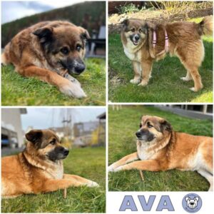 AVA (♀) in 33824 Werther