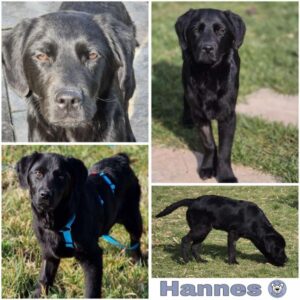 HANNES (♂) in 74864 Fahrenbach - vermittelt