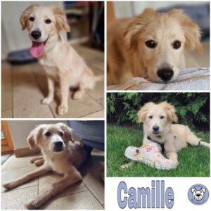 Camille (♀) in 74357 Bönnigheim - vermittelt