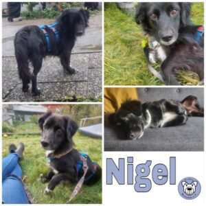 Nigel in 64686 Lautertal - vermittelt