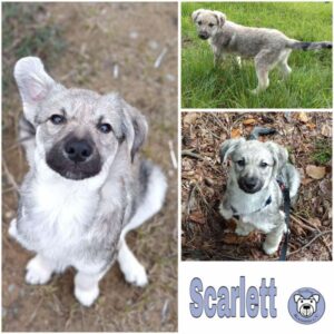 Scarlett (♀) in 85077 Manching - vermittelt