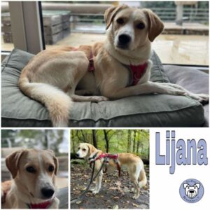 Lijana (♀) in 42799 Leichlingen - vermittelt