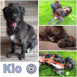 Kio (♂) in 18569 Neuenkirchen - vermittelt