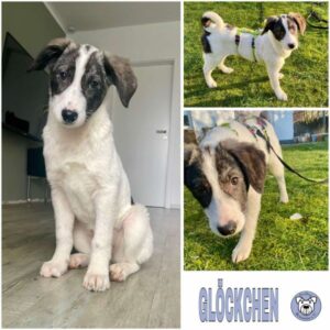 GLÖCKCHEN (♀) in 49716 Meppen - vermittelt