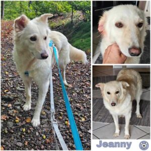 Jeanny (♀) in 58256 Ennepetal - vermittelt