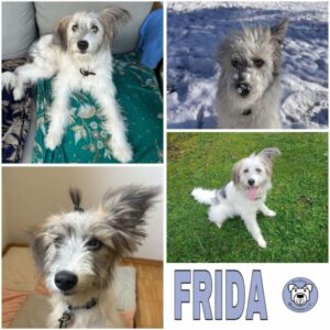 FRIDA (♀) 83026 Rosenheim - vermittelt (02/25)