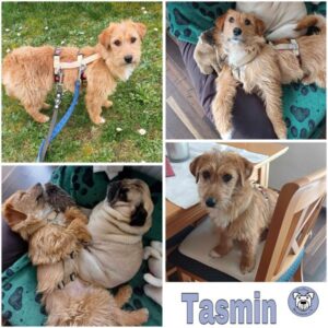 Tasmin (♀) 63477 Maintal - vermittelt